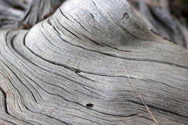 Doğada, ölü arka plan ağaç 