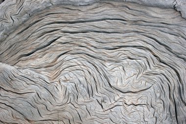 Doğada, ölü arka plan ağaç 