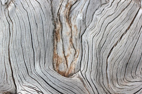 自然の中で死んでいる背景を木します。 — ストック写真