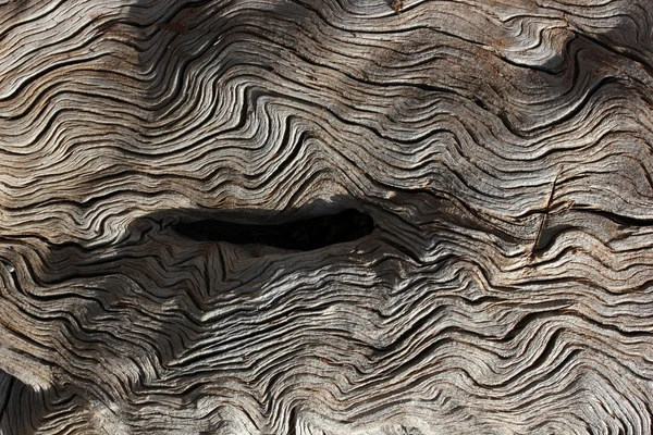 Doğada, ölü arka plan ağaç — Stok fotoğraf