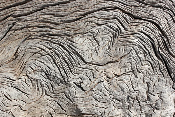 In natura, alberi morti sfondo — Foto Stock