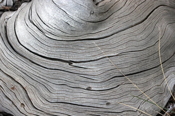 In de natuur, dode bomen achtergrond — Stockfoto