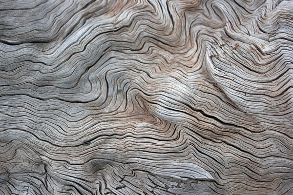 In de natuur, dode bomen achtergrond — Stockfoto