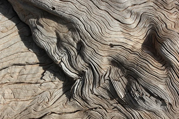 In der Natur, abgestorbene Bäume Hintergrund — Stockfoto