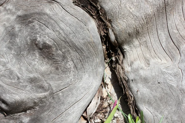 Dans la nature, arbres morts fond — Photo