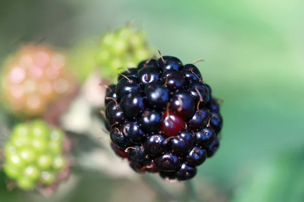 Wild, organic, hanging blackberries — Stock Photo, Image