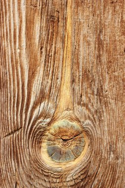 Doğal ağaç arka plan