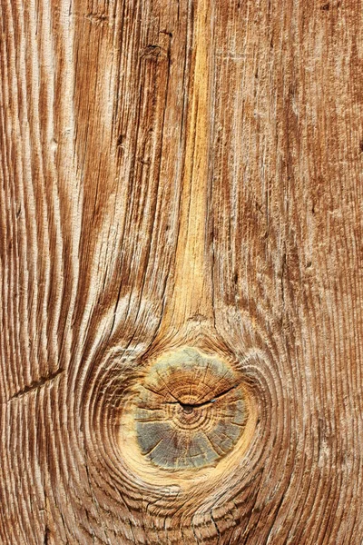 Doğal ağaç arka plan