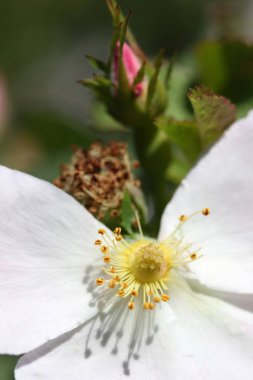 Yabani gül çiçek açan arka plan  