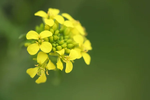 Pradera de flores silvestres de montaña — Foto de Stock