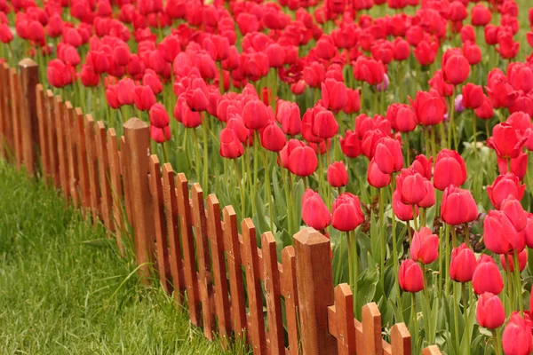 Garden staket och tulip trädgård — Stockfoto