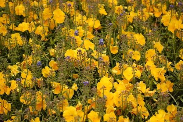 Jacinto y jardín violeta — Foto de Stock