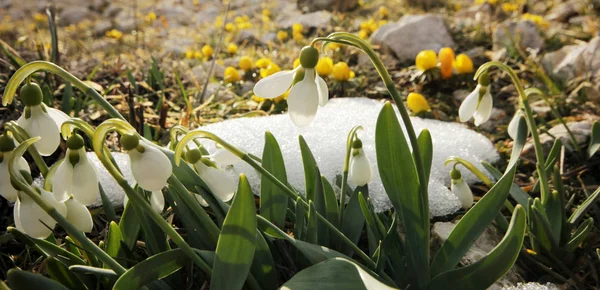 Gouttes de neige et crocus le jour du printemps — Photo