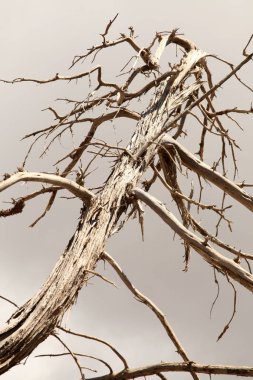 Kurutulmuş çam ağacı gökyüzüne doğru 