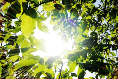 Ceviz ağacı dalı yeşil yaprakları ile  