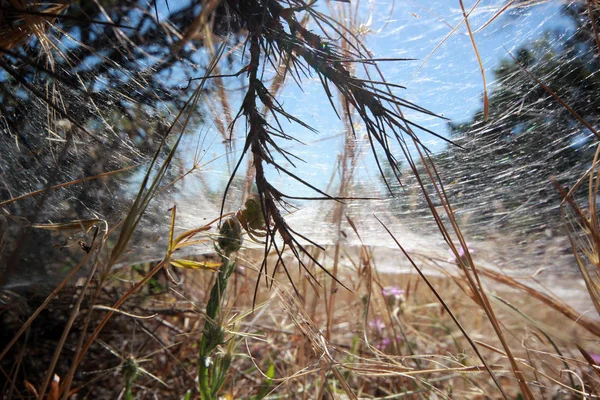 Big spider web in the forest