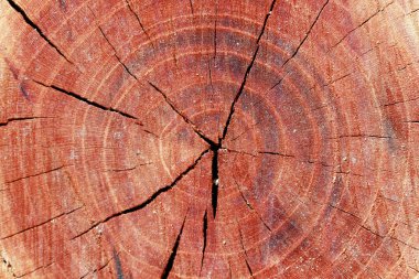 Ağaç gövdesi kesiti 