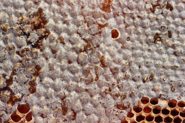 Organik sarı bal yakın çekim 