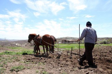 Bir harrow alanda iş ile iki at ekibi