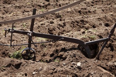 Nadas arazi için bir adam 