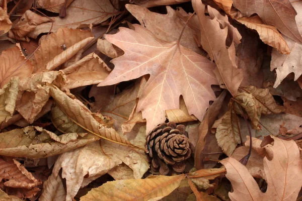 Outono folhas fundo close-up — Fotografia de Stock