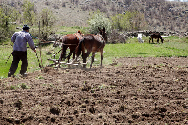 Team of two horses with a harrow to work in the field