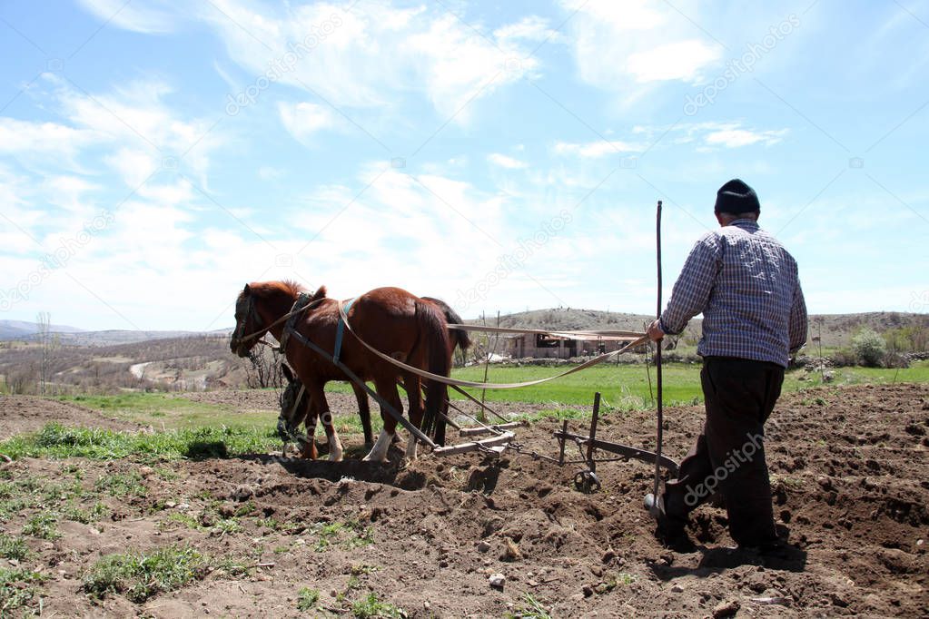 Team of two horses with a harrow to work in the field