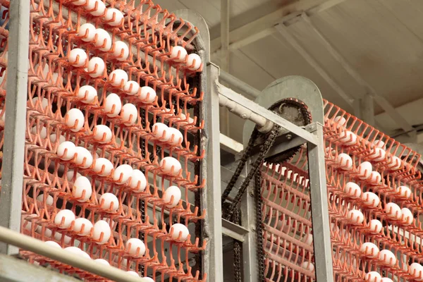 Fábrica de huevos... línea de producción —  Fotos de Stock