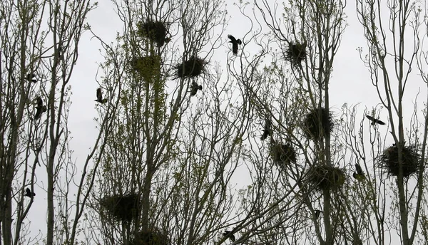 Le nid d'un corbeau — Photo