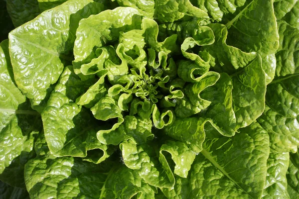 Органический свежий салат на поле — стоковое фото