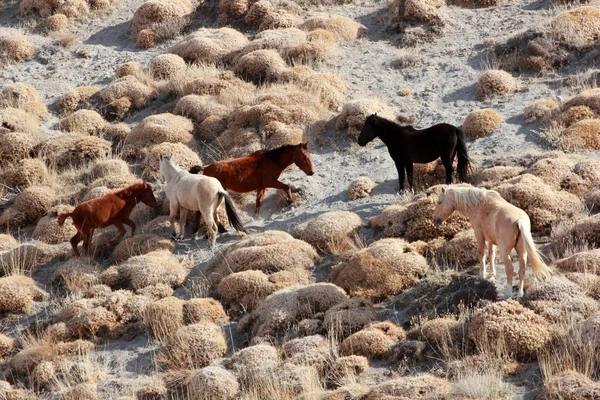 Ülkede ücretsiz Vahşi atlar — Stok fotoğraf