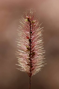 Soyut yabani bitki arka plan  