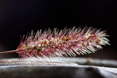 Soyut yabani bitki arka plan  