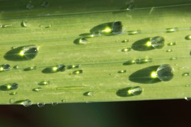 Yaprak yağmur damlası ile  