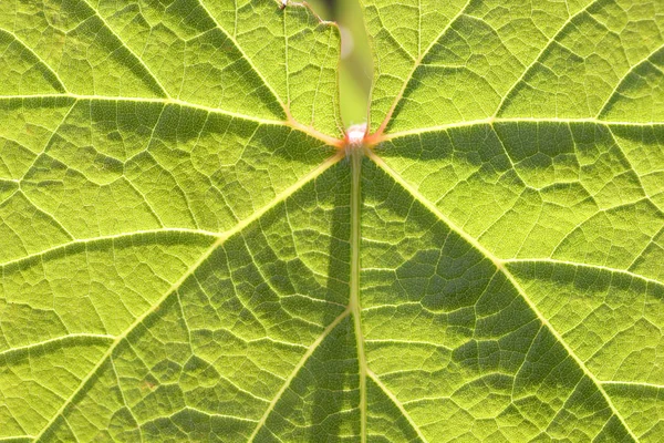 Close-up fresh vine leaf — Stock Photo, Image