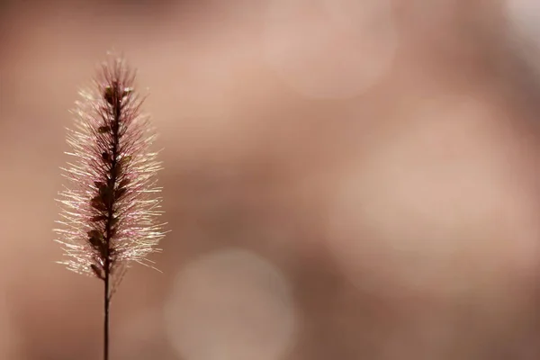 Абстрактное дикое растение — стоковое фото