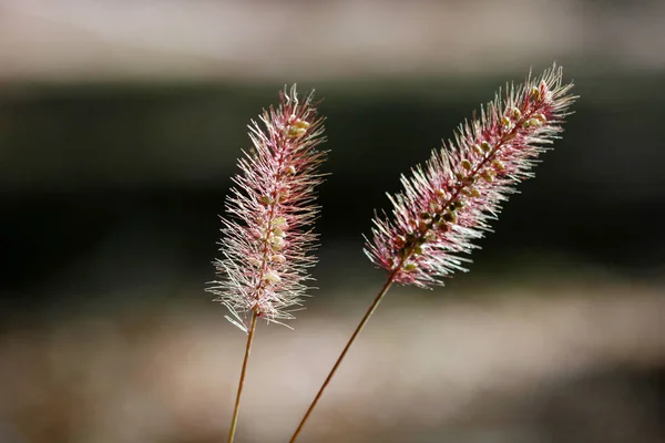 抽象的な野生植物の背景 — ストック写真