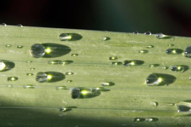 Yaprak yağmur damlası ile  