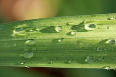 Yaprak yağmur damlası ile  