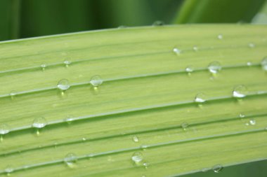 Yaprak yağmur damlası ile  