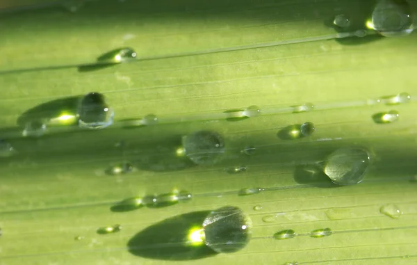 Leaf with rain drop — Stock Photo, Image