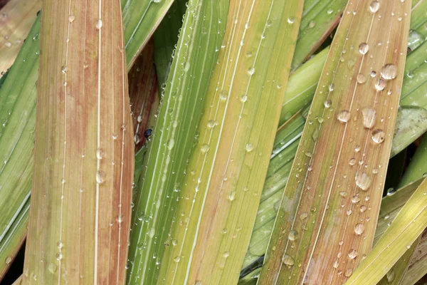 Blatt mit Regentropfen — Stockfoto