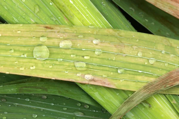 Blatt mit Regentropfen — Stockfoto