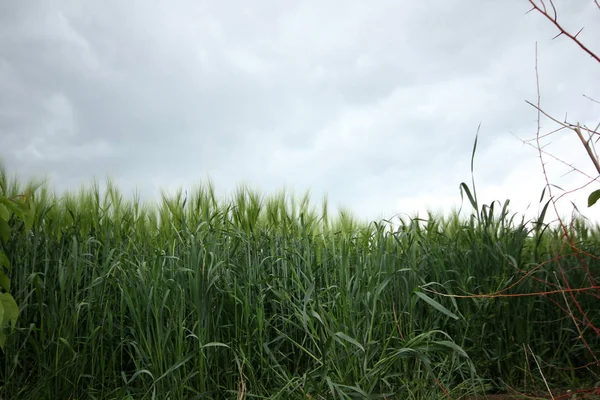 Fundo do campo de trigo verde — Fotografia de Stock