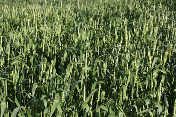 Grön vete fält bakgrund — Stockfoto