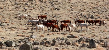 Doğal ortamda Vahşi atlar 