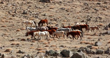 Doğal ortamda Vahşi atlar 