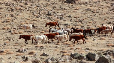 Doğal ortamda Vahşi atlar 