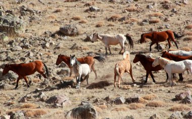 Doğal ortamda Vahşi atlar 