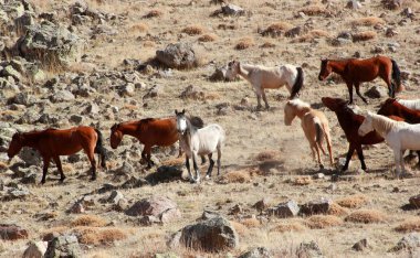 Doğal ortamda Vahşi atlar 